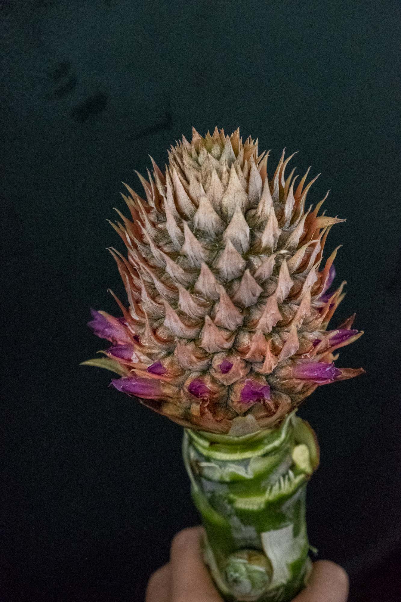 Sarapiqui